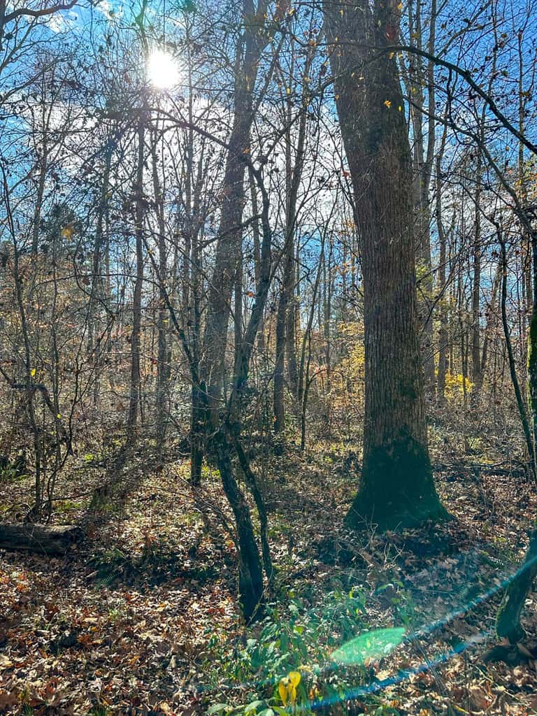 Winston Road Ridge: A Hunter’s Paradise and Recreational Haven