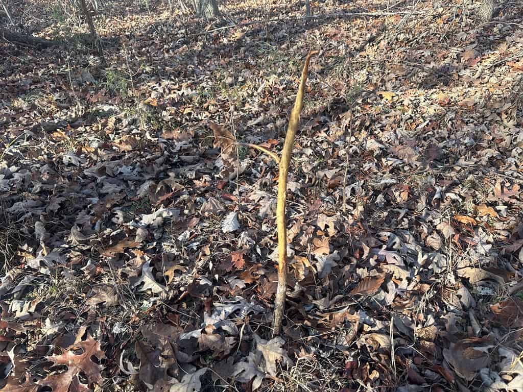 Hunting and Recreational Paradise: Dillwyn Land Opportunity, VA