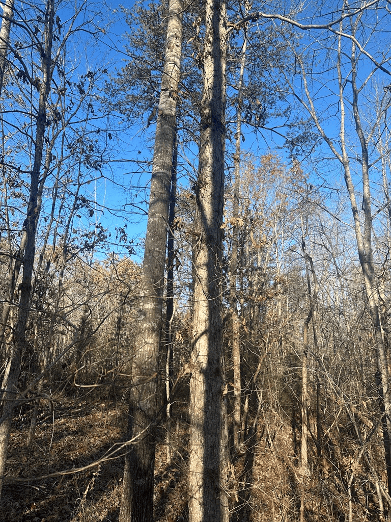 Hunting and Recreational Paradise: Dillwyn Land Opportunity, VA
