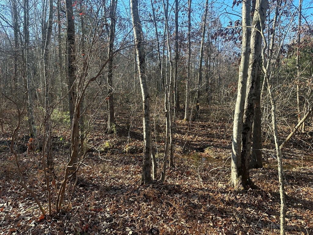 Hunting and Recreational Paradise: Dillwyn Land Opportunity, VA