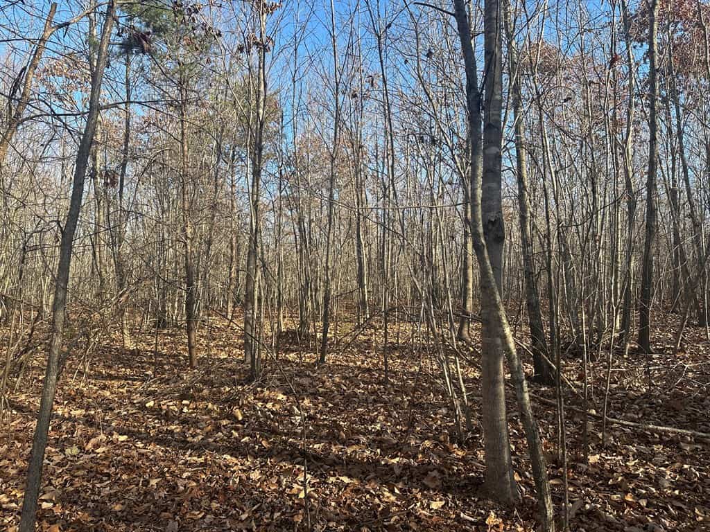 Hunting and Recreational Paradise: Dillwyn Land Opportunity, VA