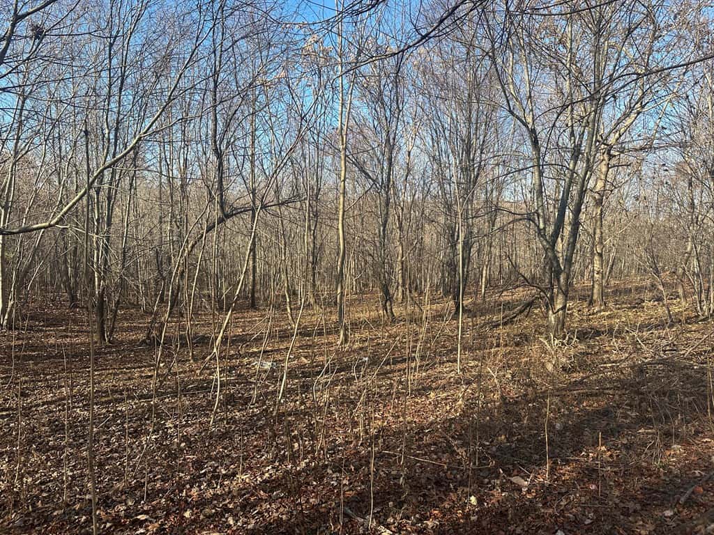 Hunting and Recreational Paradise: Dillwyn Land Opportunity, VA