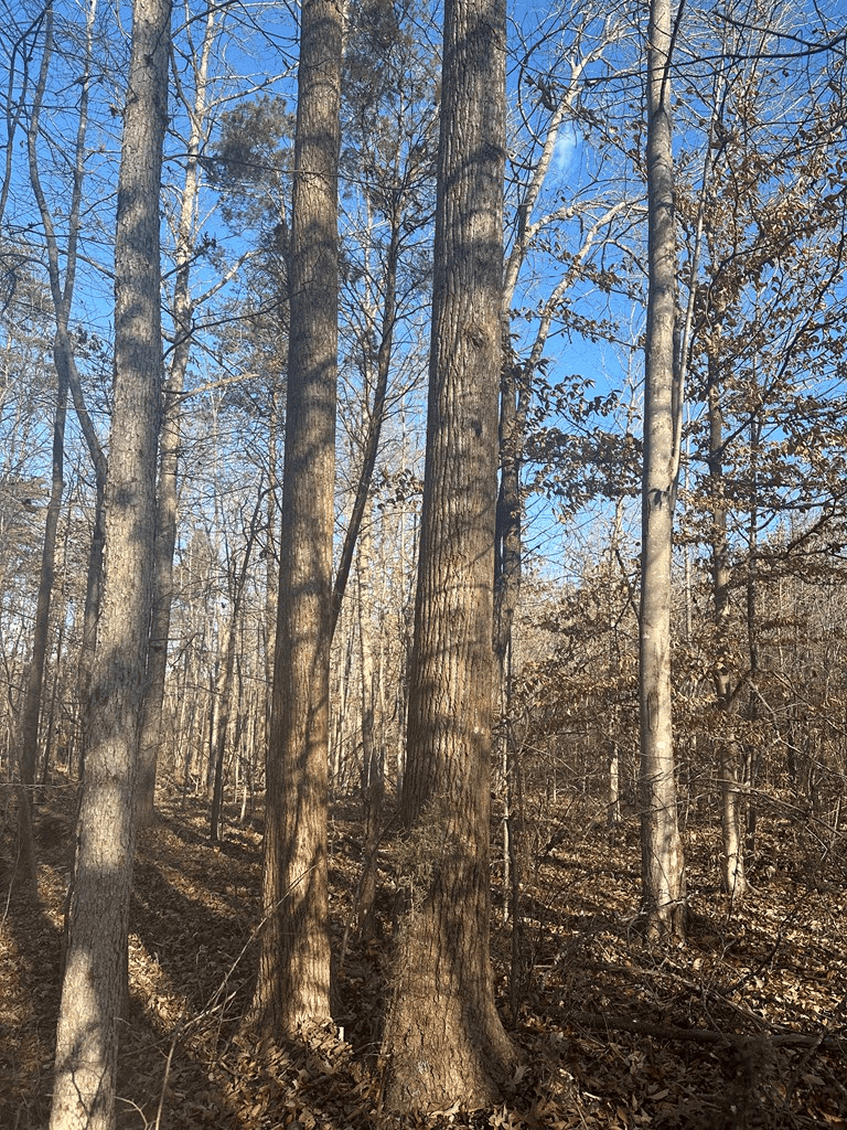 Hunting and Recreational Paradise: Dillwyn Land Opportunity, VA