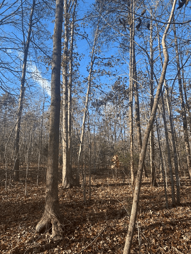 Hunting and Recreational Paradise: Dillwyn Land Opportunity, VA