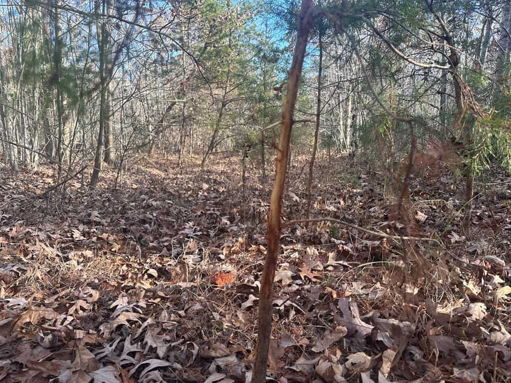 Hunting and Recreational Paradise: Dillwyn Land Opportunity, VA