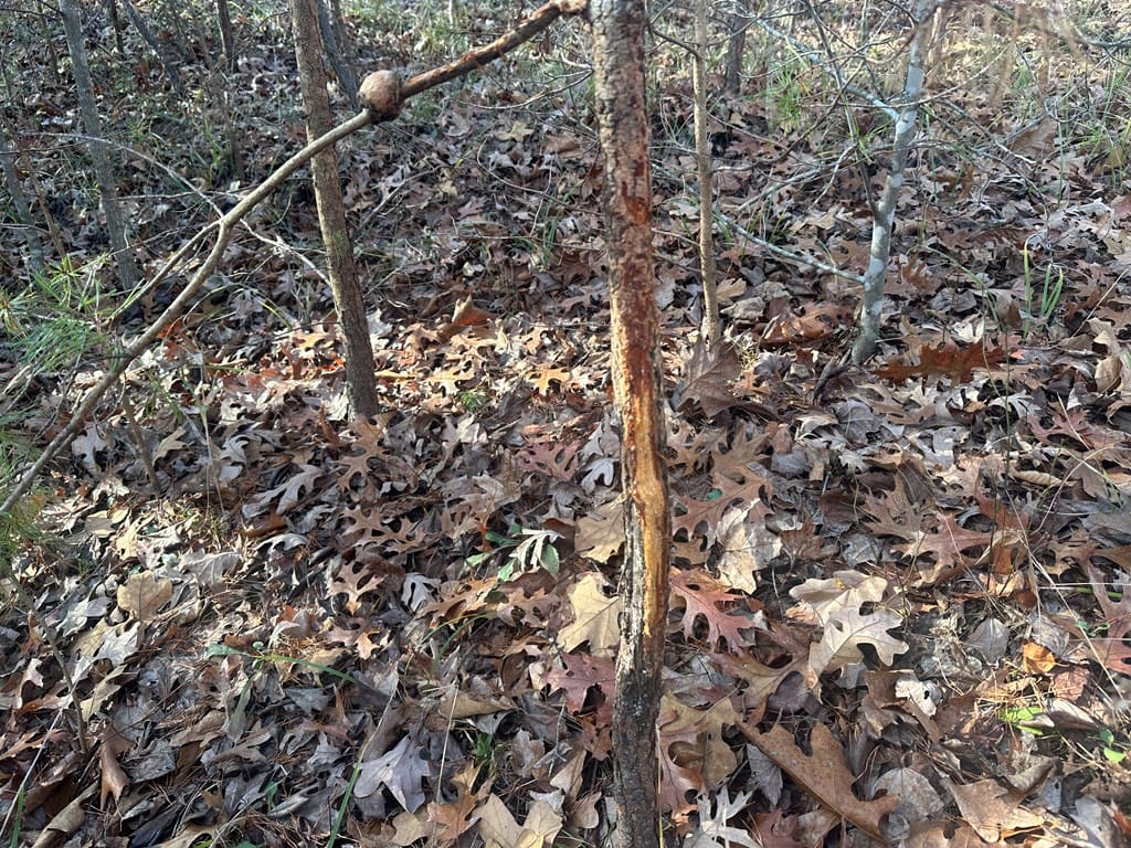 Hunting and Recreational Paradise: Dillwyn Land Opportunity, VA