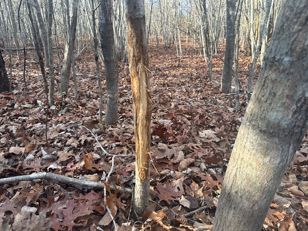 Hunting and Recreational Paradise: Dillwyn Land Opportunity, VA