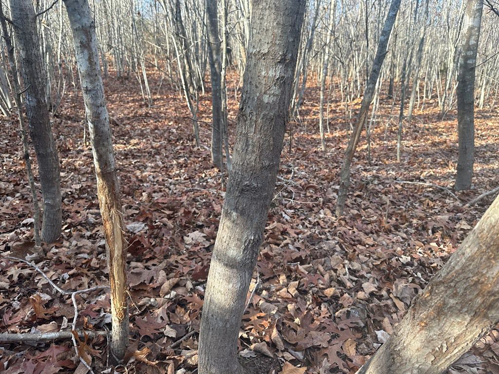 Hunting and Recreational Paradise: Dillwyn Land Opportunity, VA