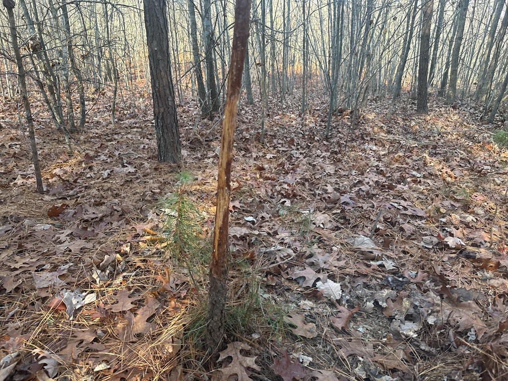 Hunting and Recreational Paradise: Dillwyn Land Opportunity, VA