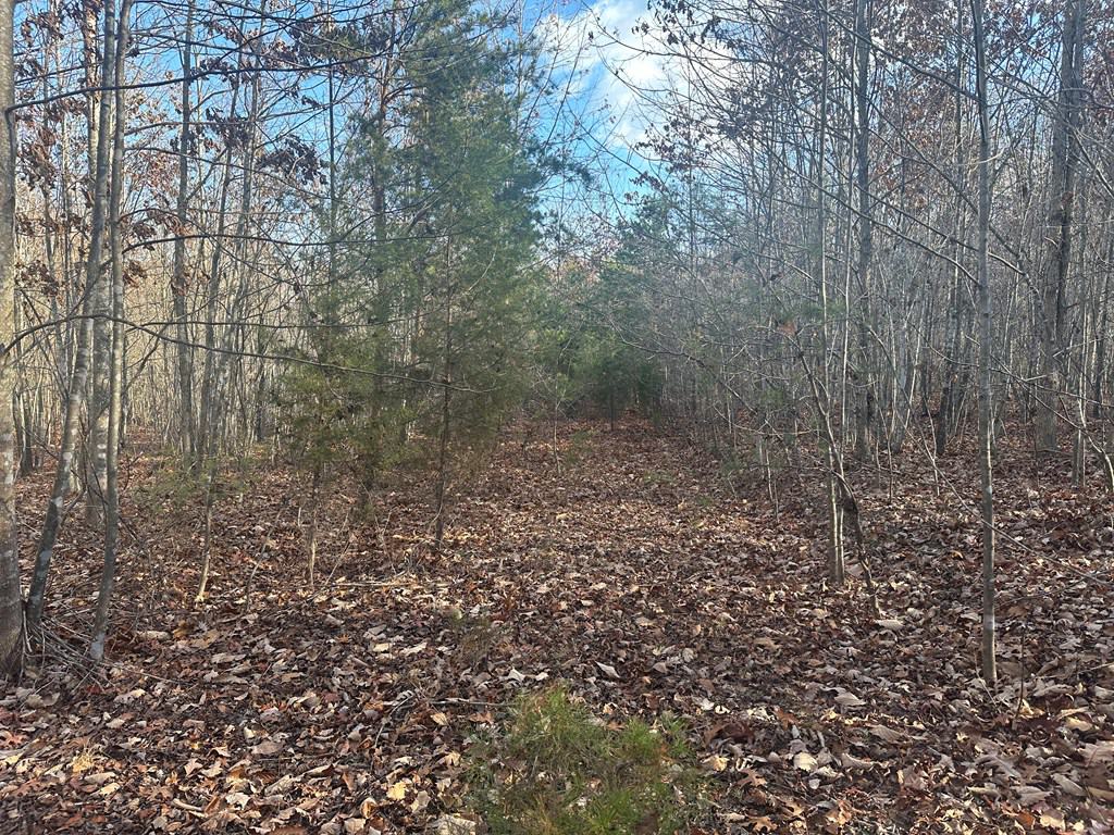 Hunting and Recreational Paradise: Dillwyn Land Opportunity, VA