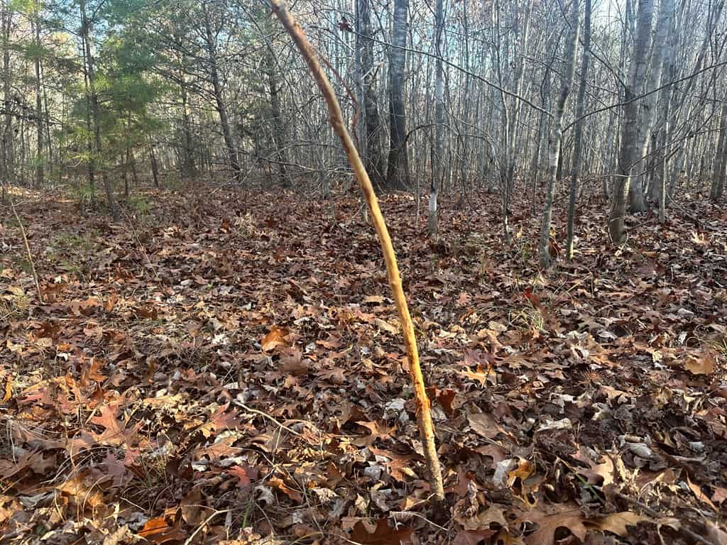 Hunting and Recreational Paradise: Dillwyn Land Opportunity, VA