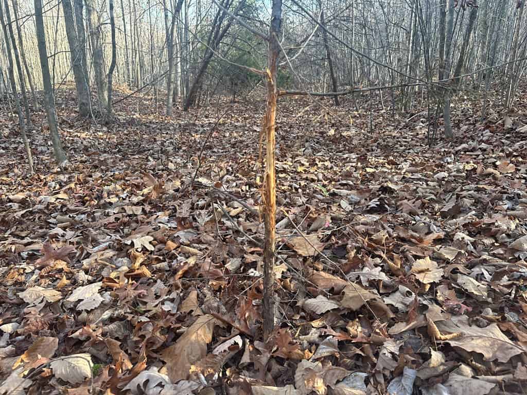 Hunting and Recreational Paradise: Dillwyn Land Opportunity, VA