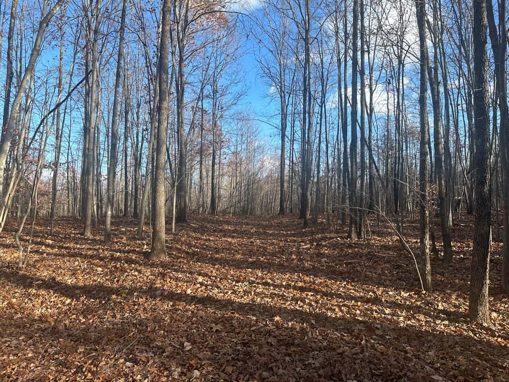 Hunting and Recreational Paradise: Dillwyn Land Opportunity, VA