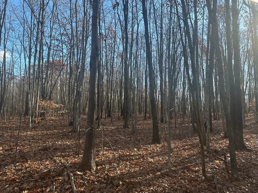 Hunting and Recreational Paradise: Dillwyn Land Opportunity, VA