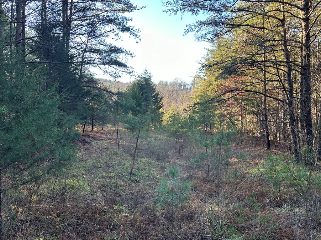 Welcome to Pittsville Perch: Your Private Mountain Retreat