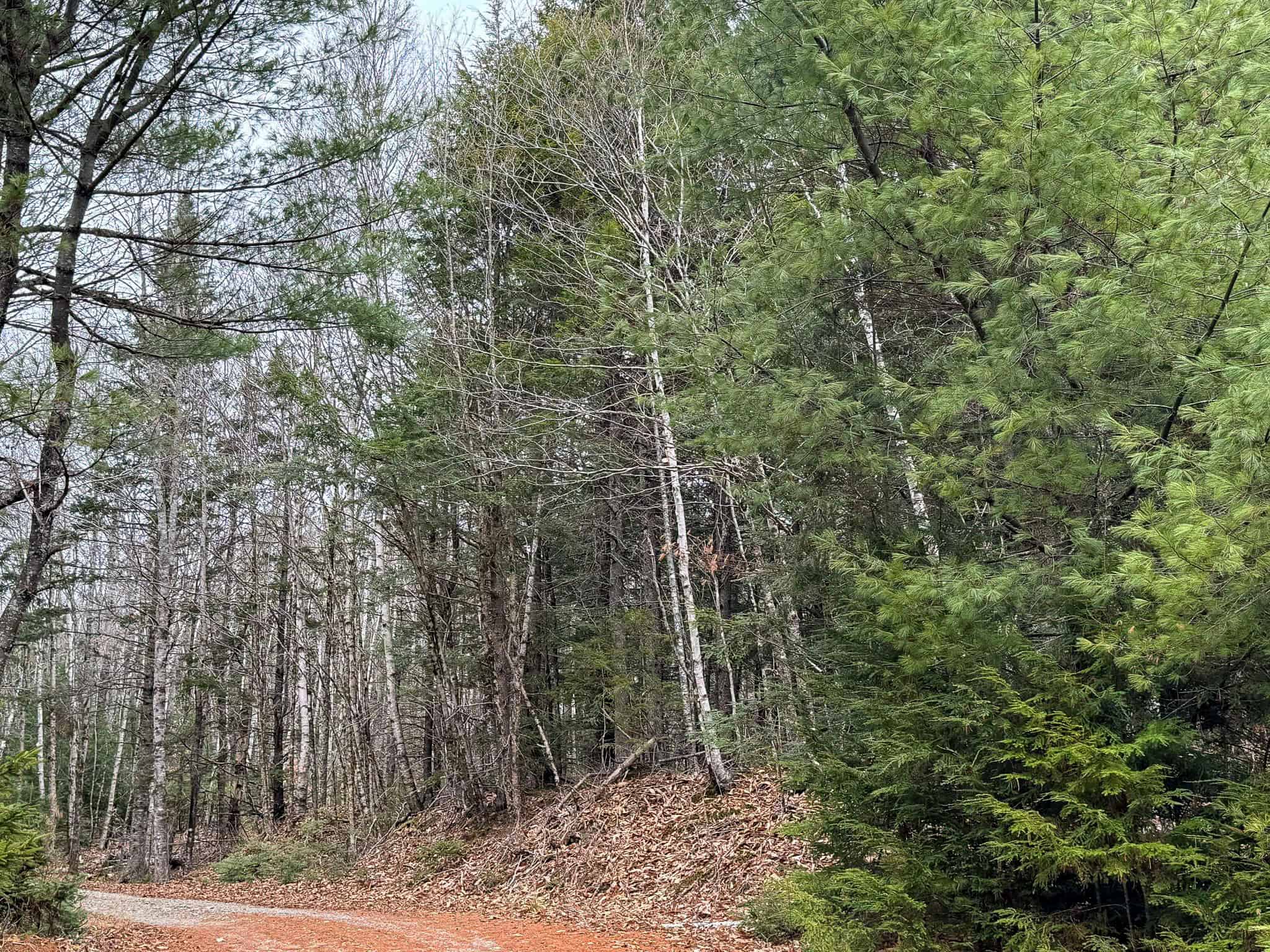 Lakefront Land with 41 Acres