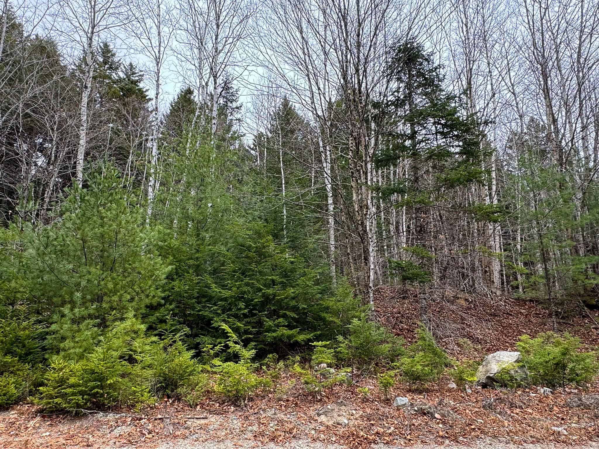 Lakefront Land with 41 Acres