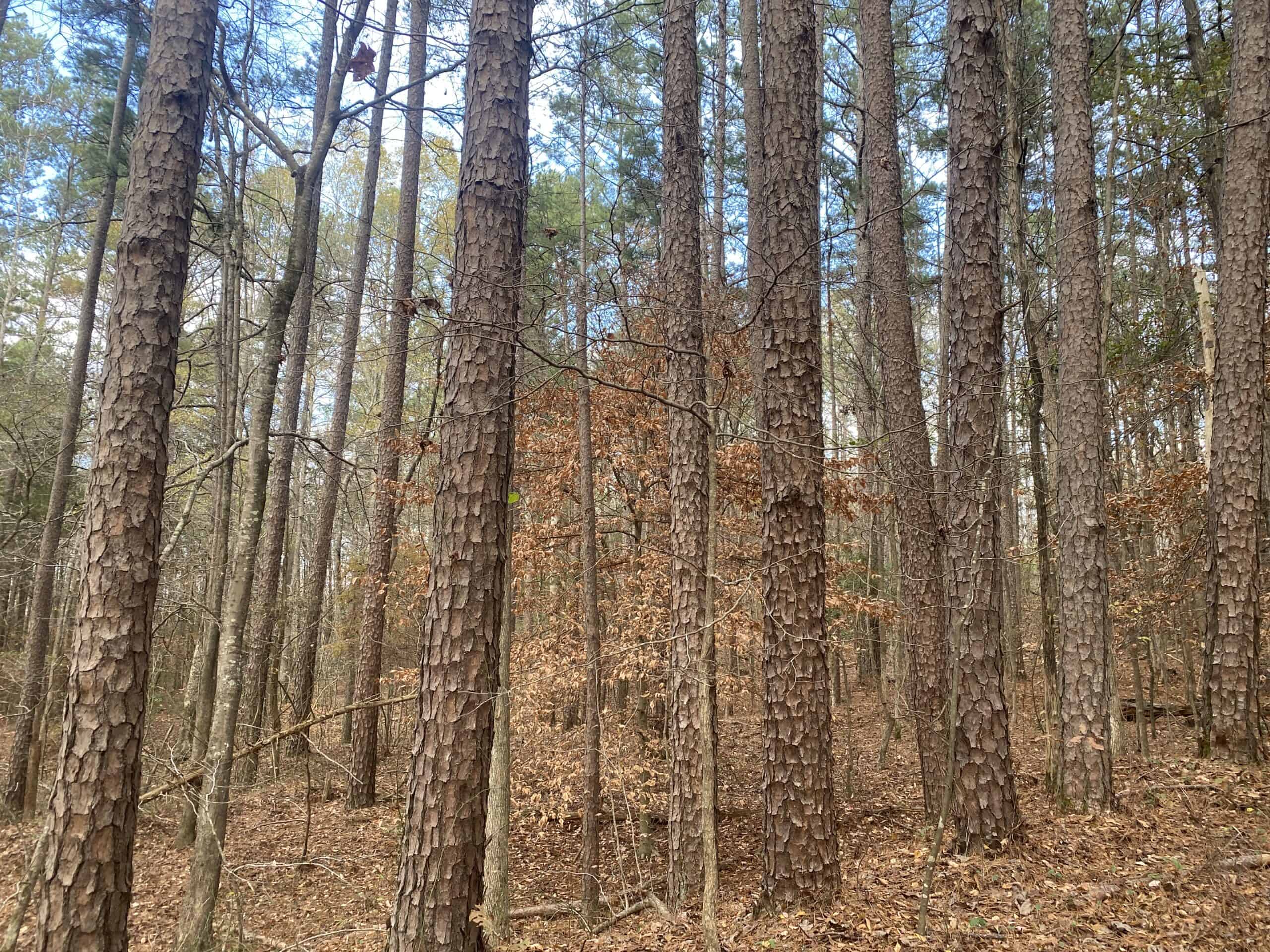 LAND FOR SALE IN TN, DEER & TURKEY HUNTING, BOTTOMLAND & UPLAND