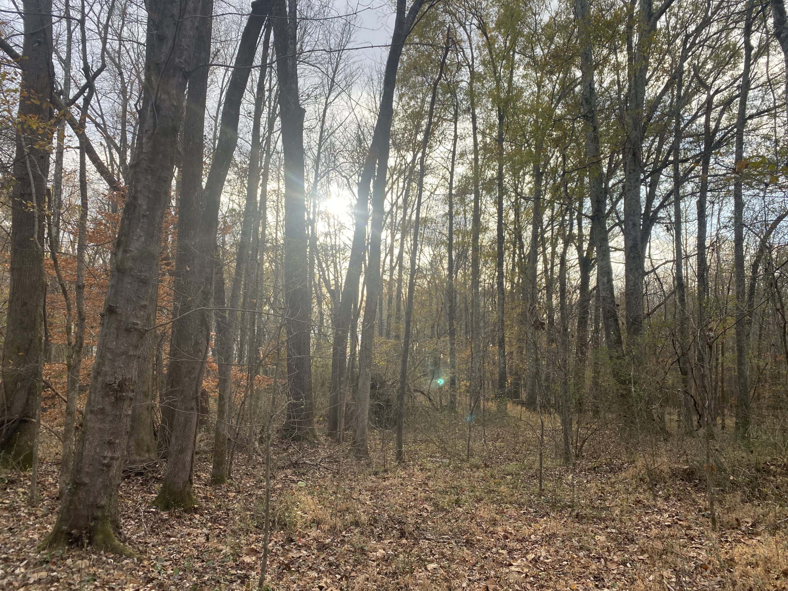 LAND FOR SALE IN TN, DEER & TURKEY HUNTING, BOTTOMLAND & UPLAND