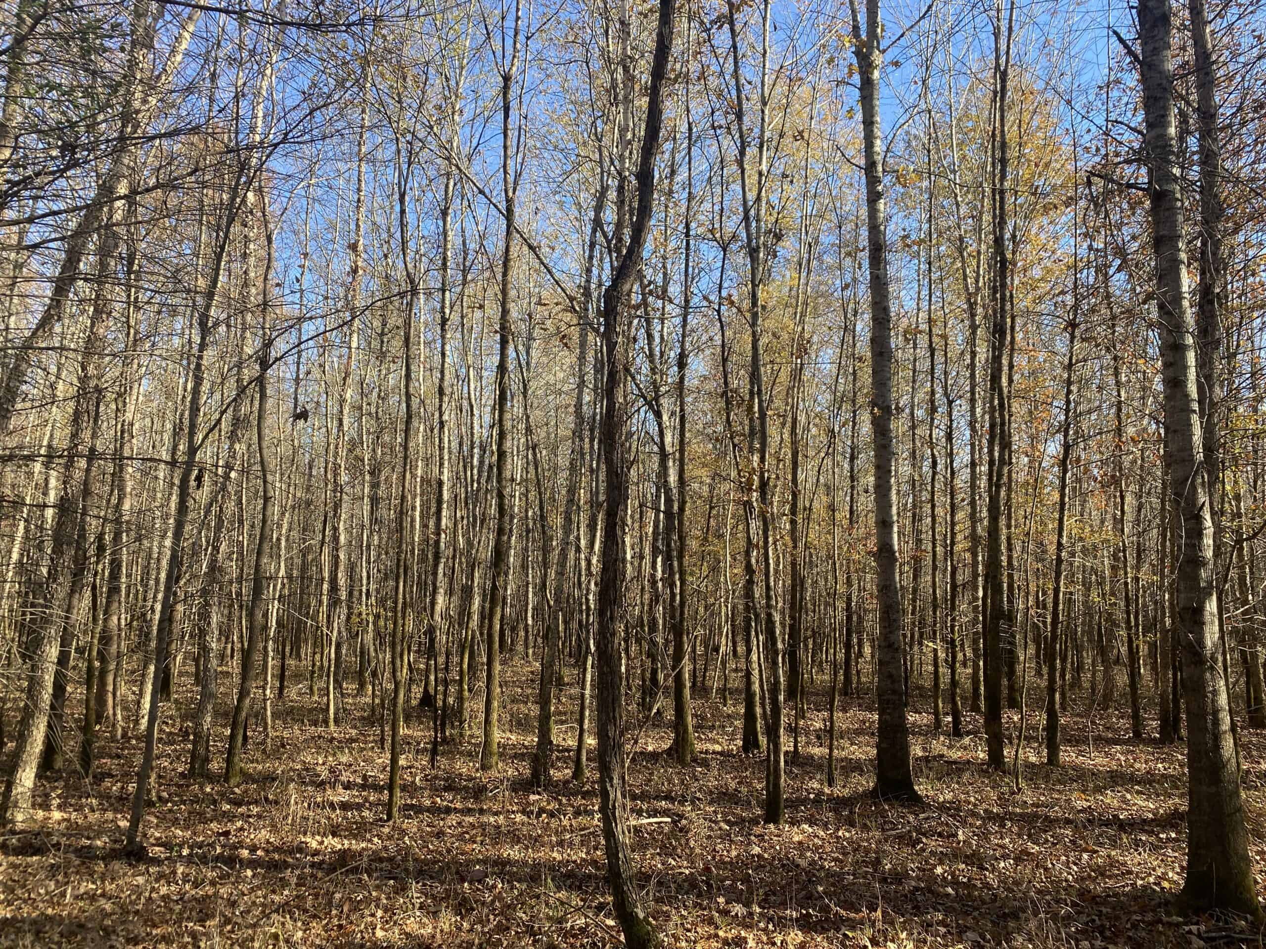 LAND FOR SALE IN TN, DEER & TURKEY HUNTING, BOTTOMLAND & UPLAND