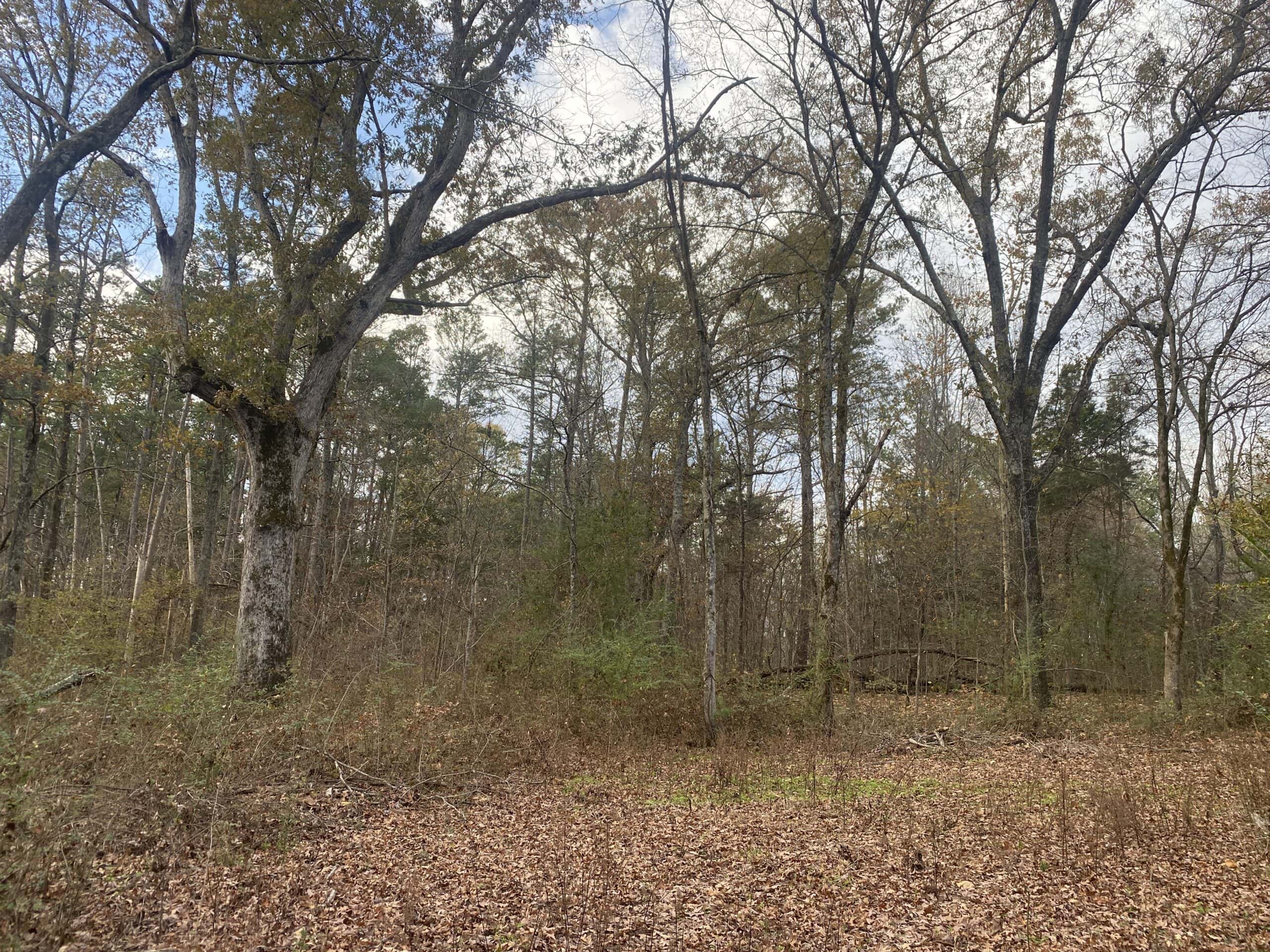 LAND FOR SALE IN TN, DEER & TURKEY HUNTING, BOTTOMLAND & UPLAND
