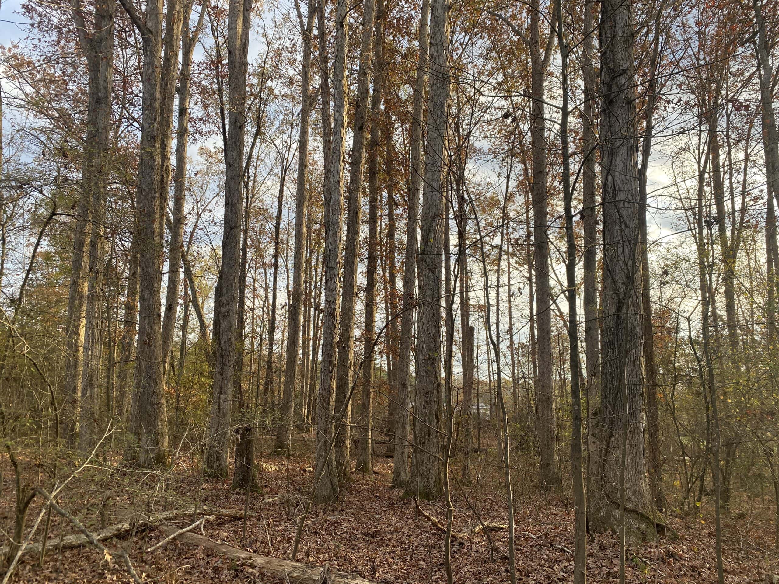 LAND FOR SALE IN TN, DEER & TURKEY HUNTING, BOTTOMLAND & UPLAND