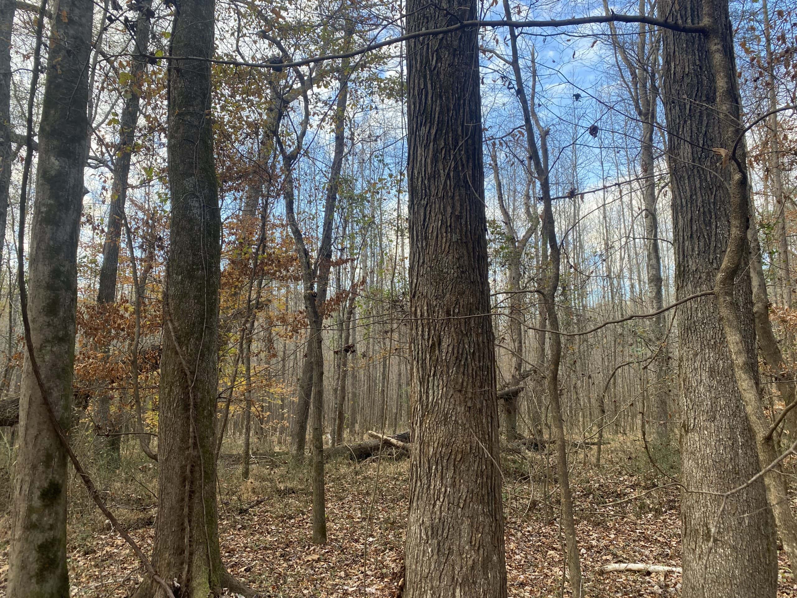 LAND FOR SALE IN TN, DEER & TURKEY HUNTING, BOTTOMLAND & UPLAND