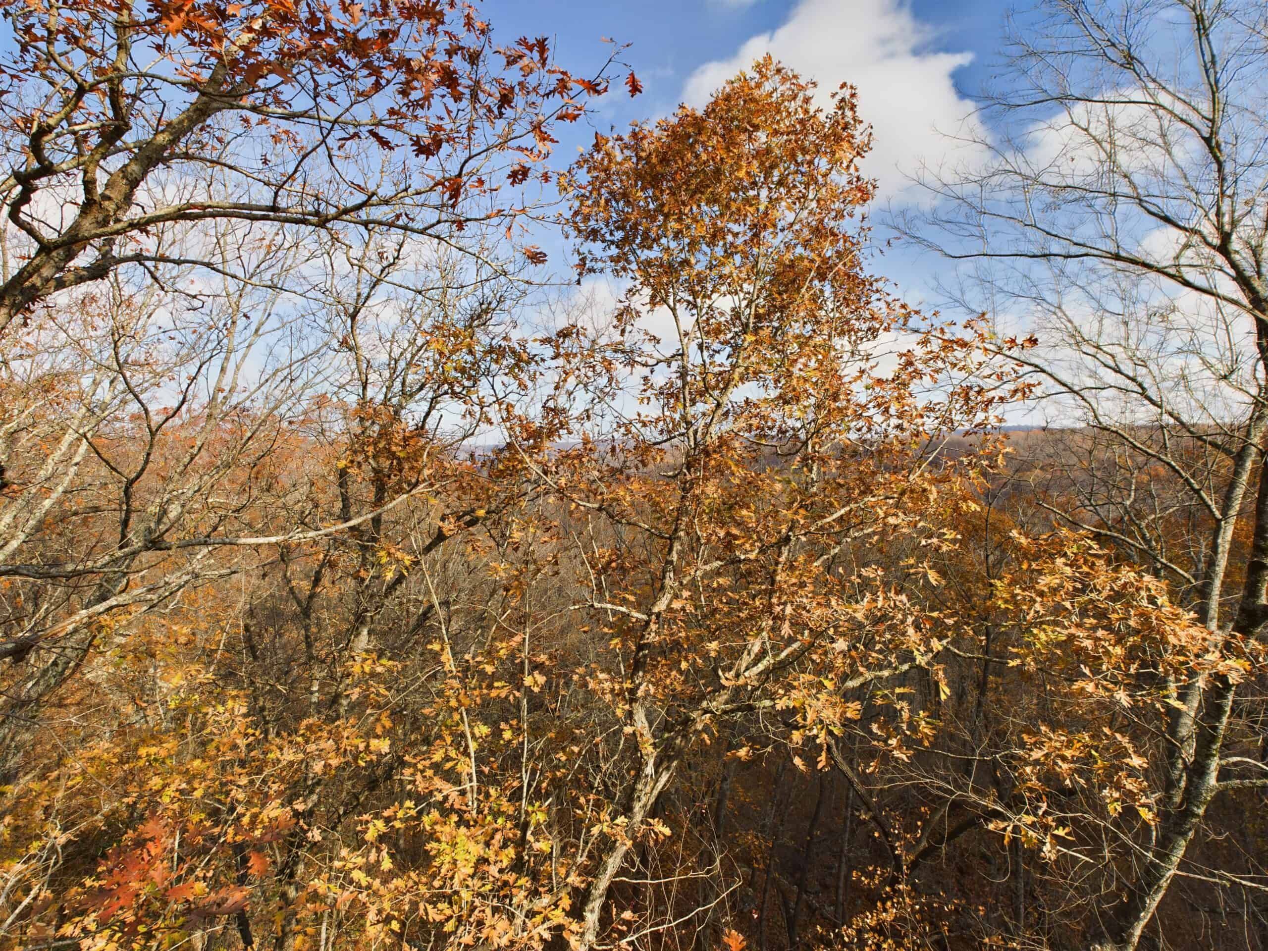40 Acre Wooded Hunting Property Land in Ozark Mountains For Sale
