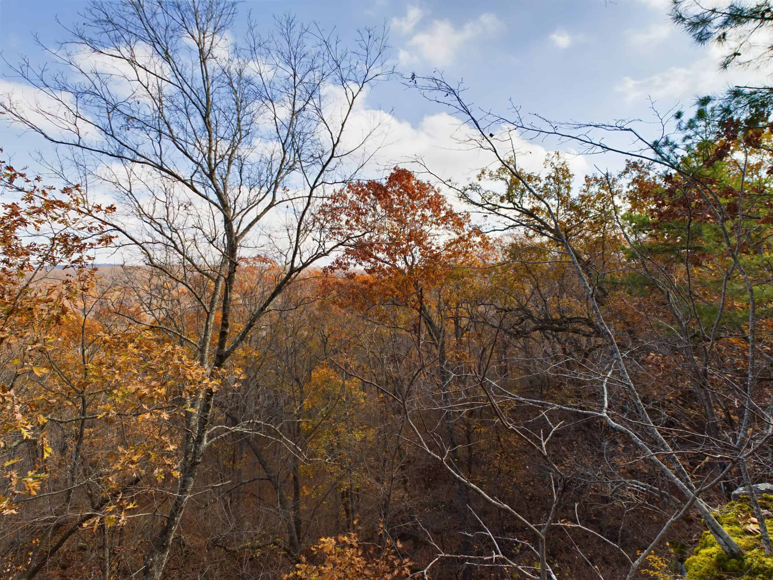 40 Acre Wooded Hunting Property Land in Ozark Mountains For Sale