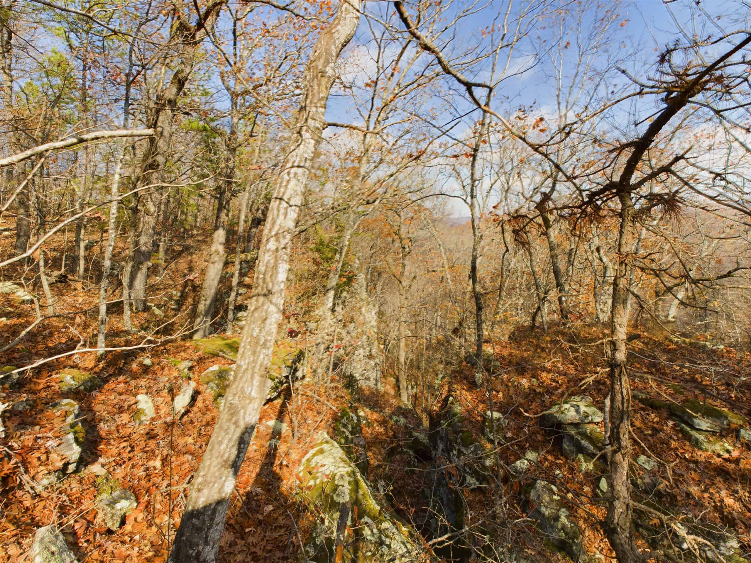 40 Acre Wooded Hunting Property Land in Ozark Mountains For Sale