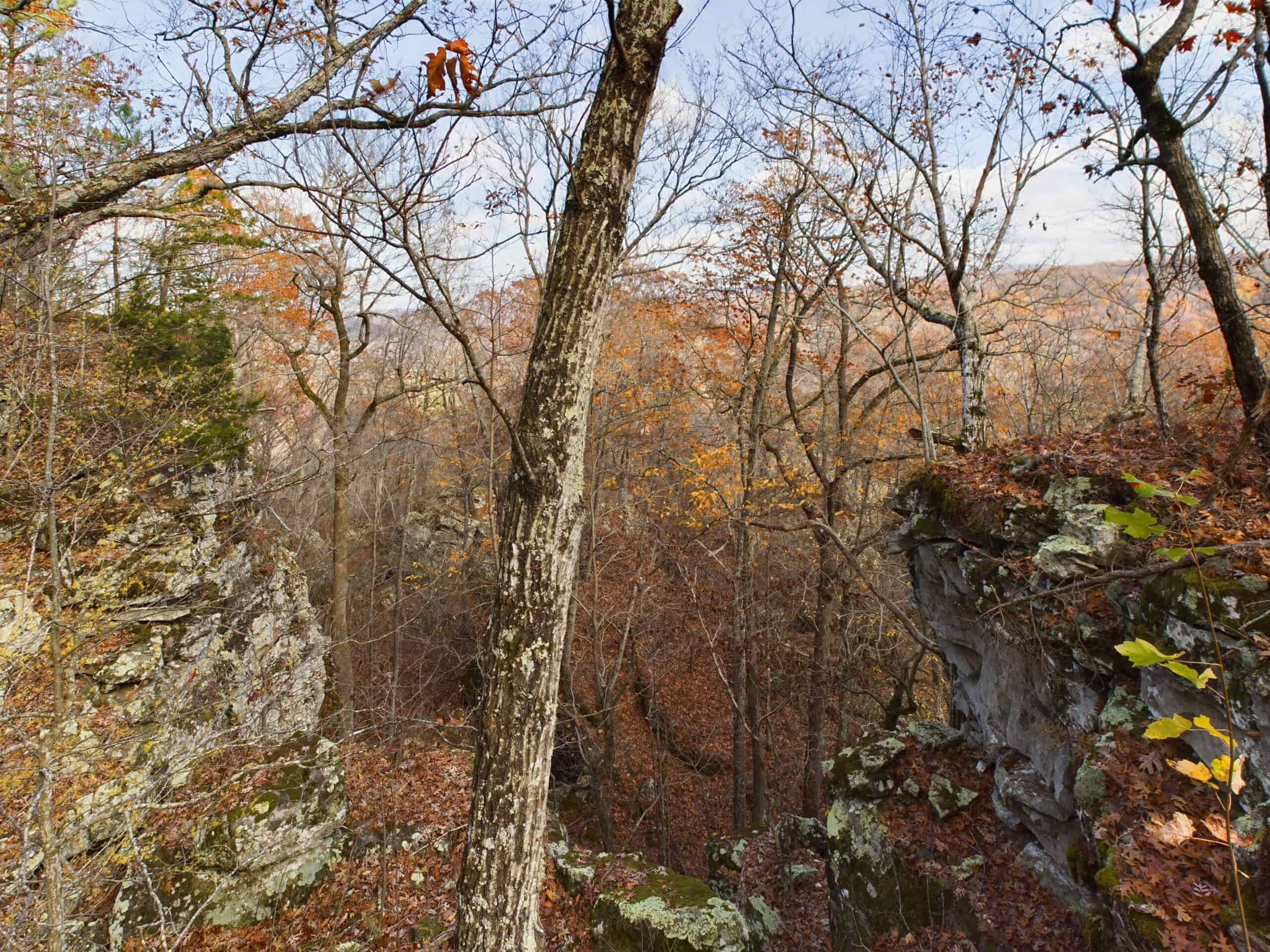 40 Acre Wooded Hunting Property Land in Ozark Mountains For Sale