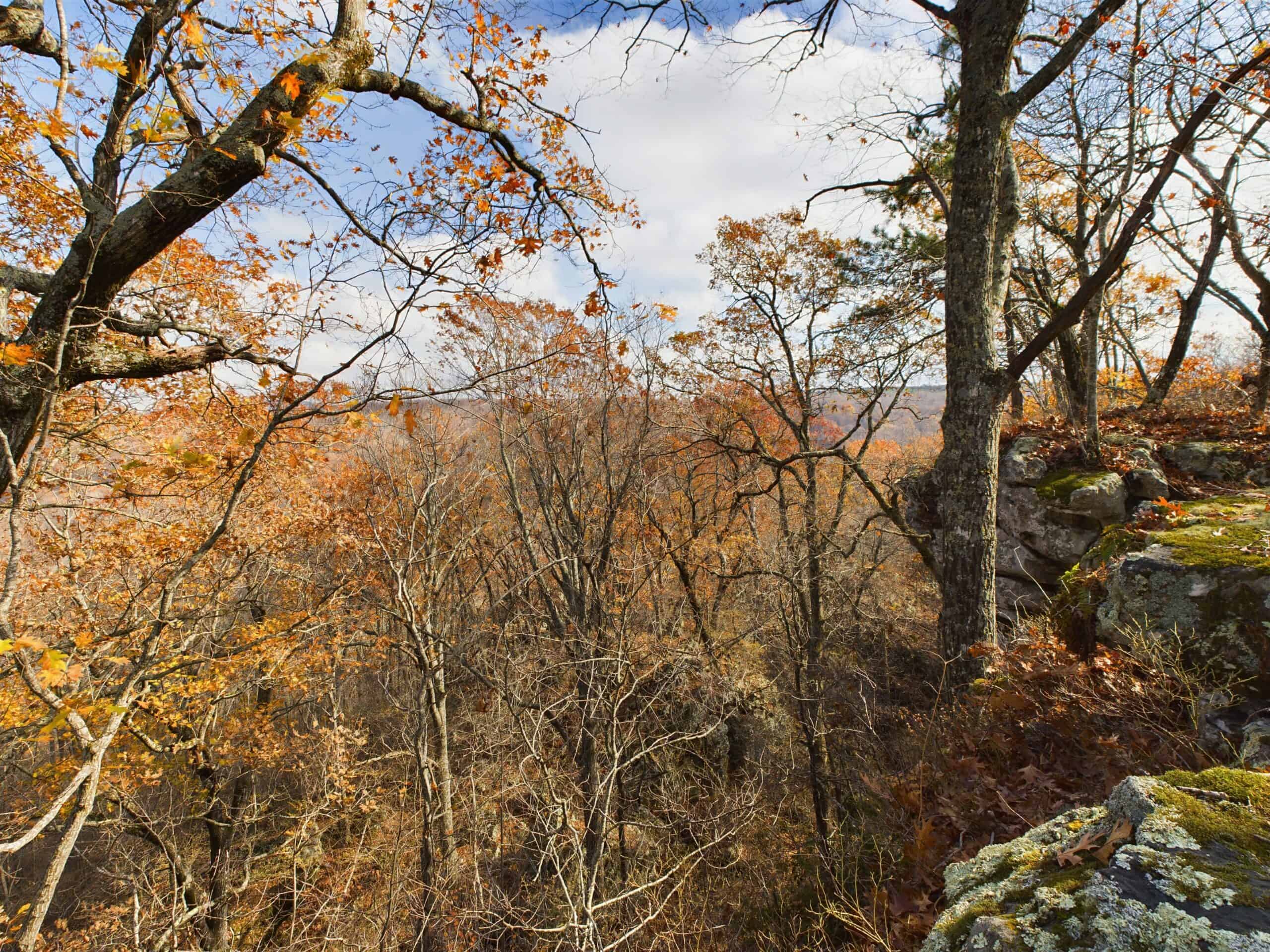 40 Acre Wooded Hunting Property Land in Ozark Mountains For Sale