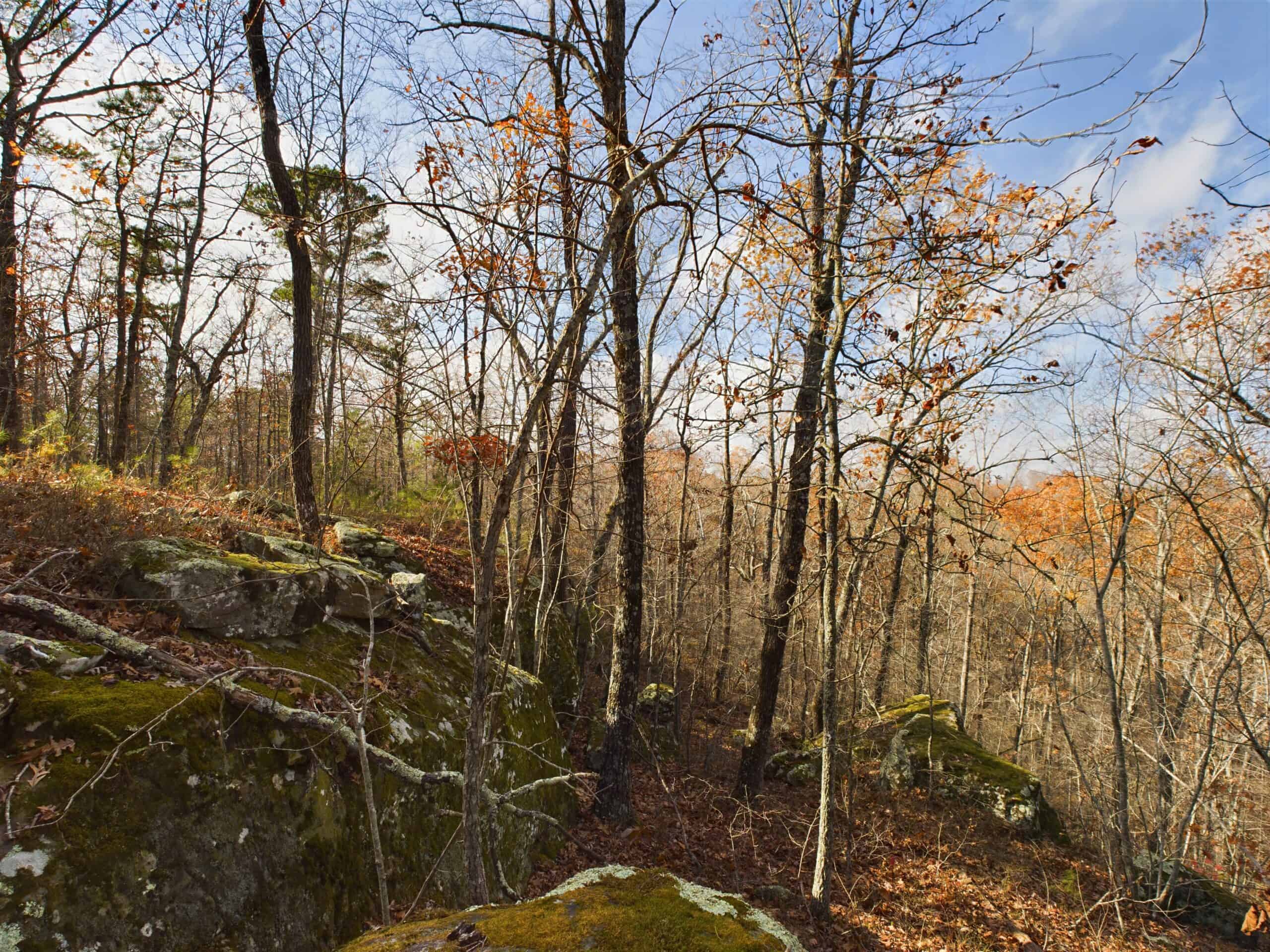 40 Acre Wooded Hunting Property Land in Ozark Mountains For Sale