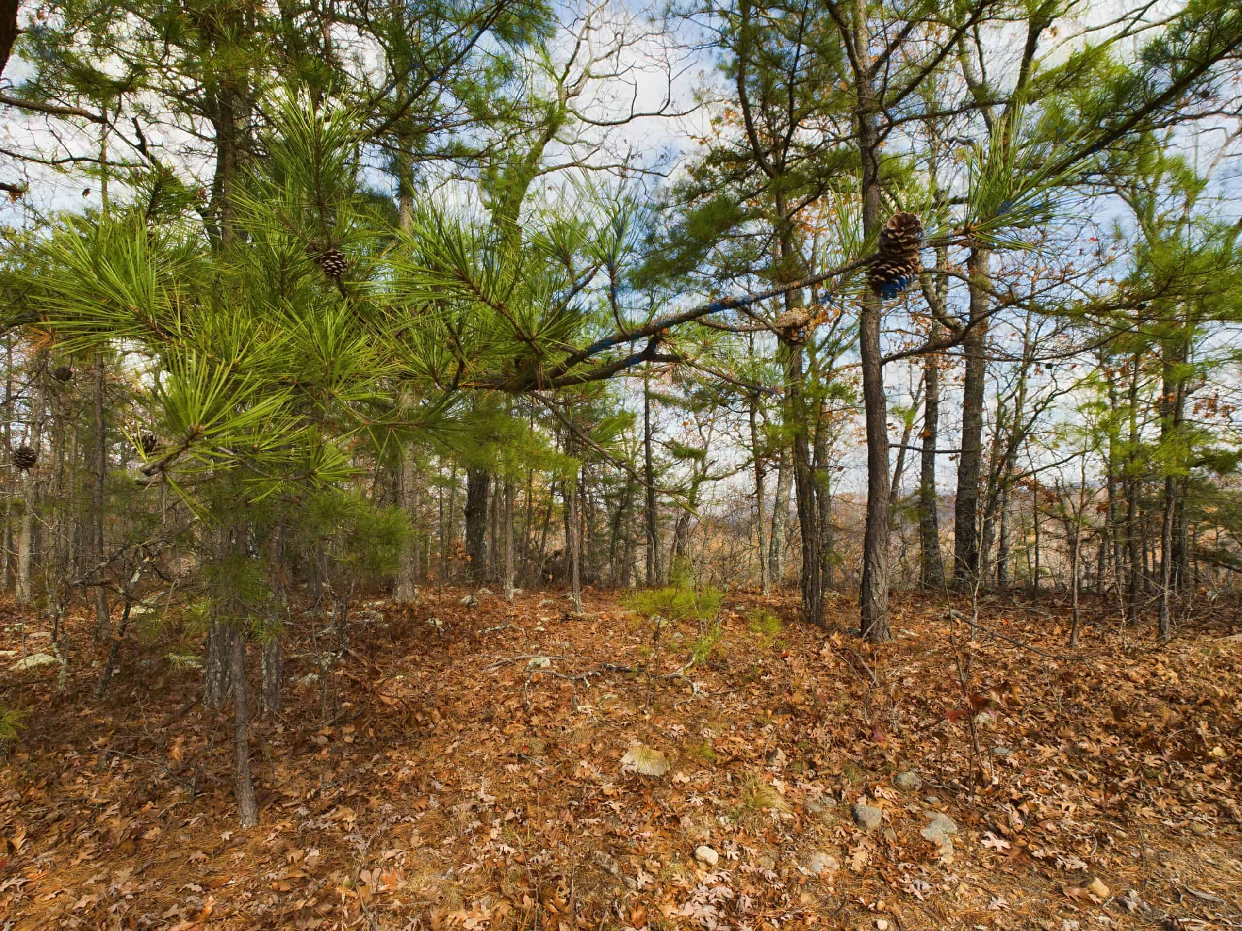 40 Acre Wooded Hunting Property Land in Ozark Mountains For Sale