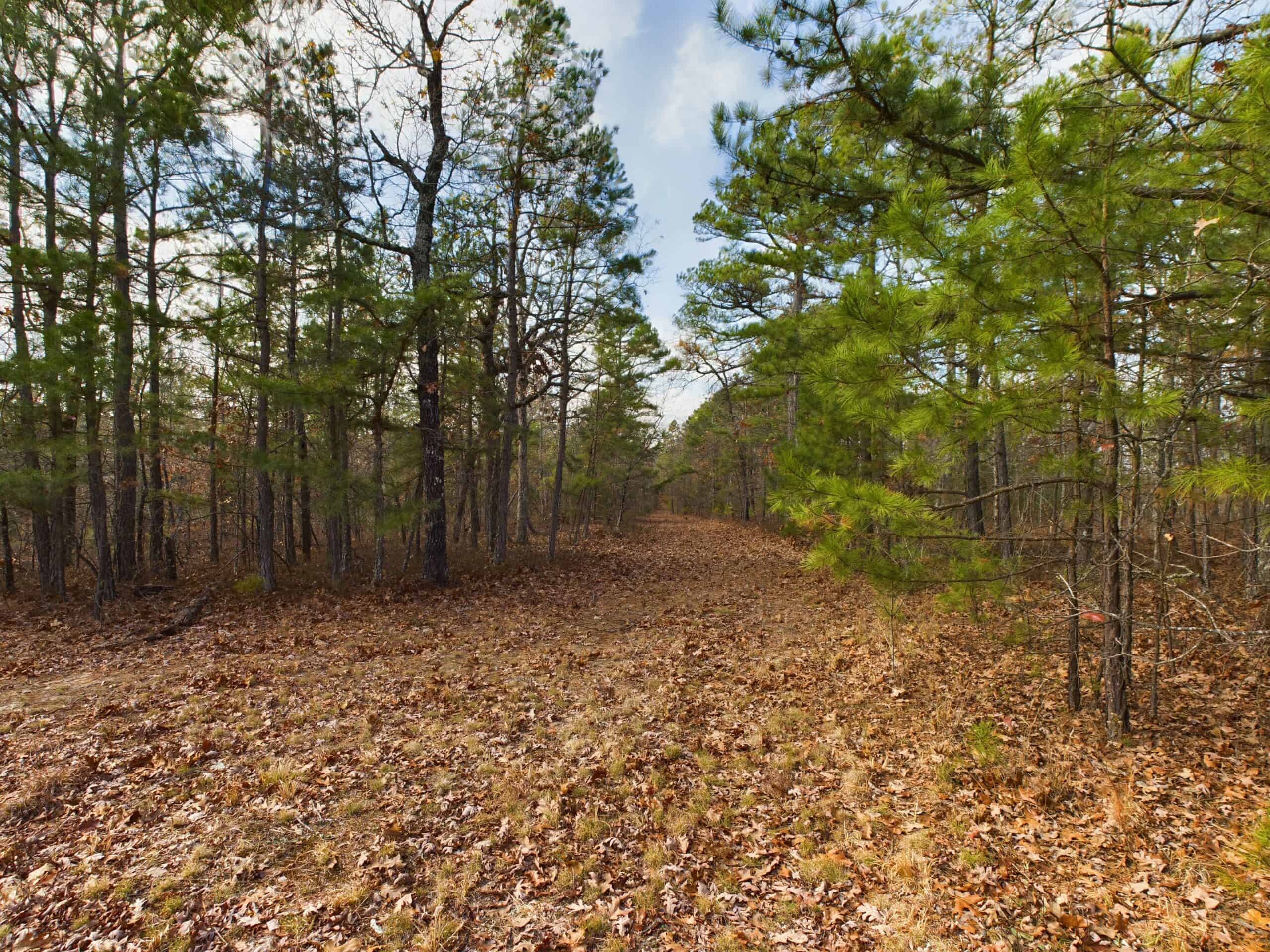 40 Acre Wooded Hunting Property Land in Ozark Mountains For Sale