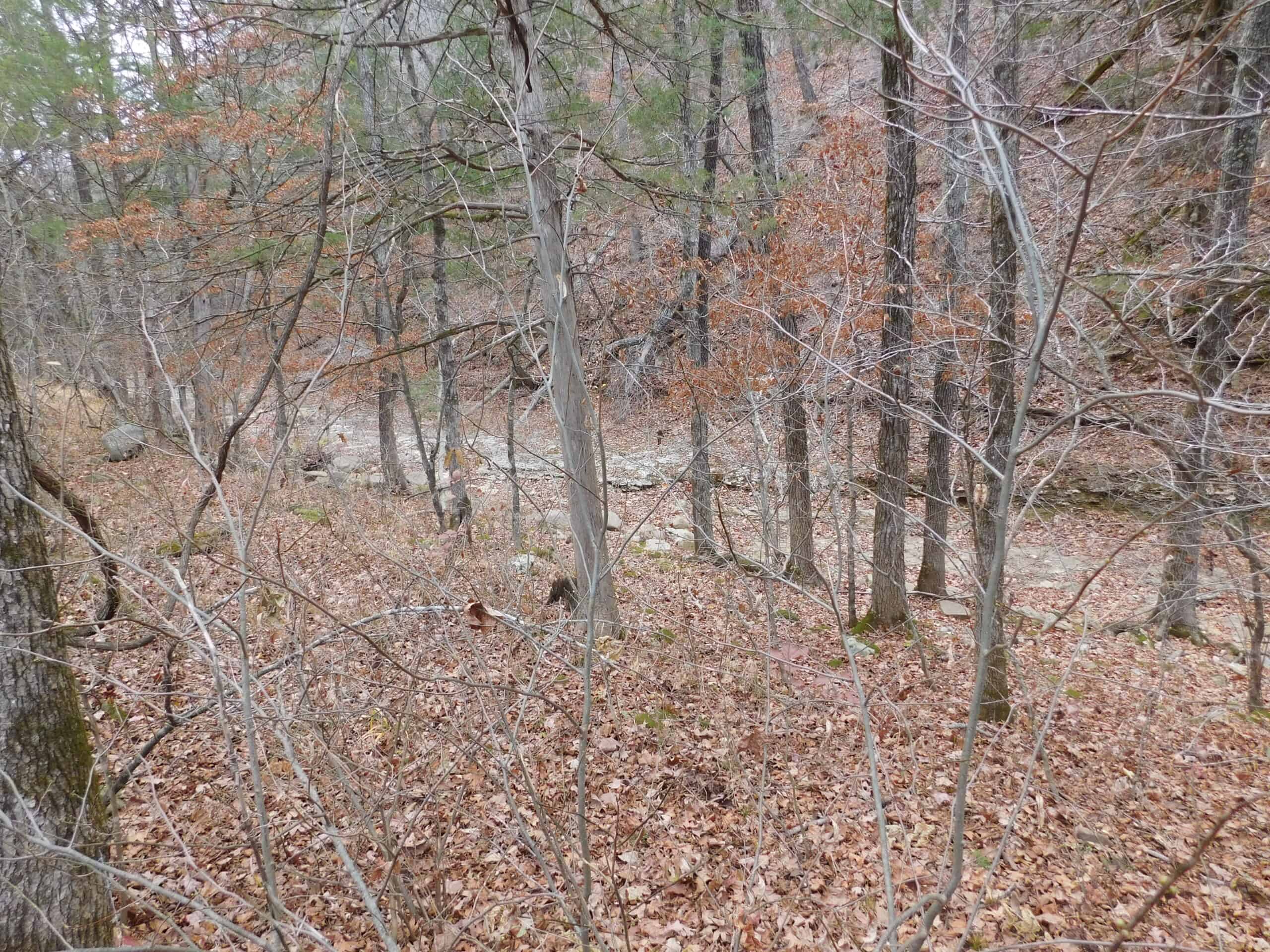 Creek Runs Through Farm Land/Deer Hunting Property in Newton County, Ar