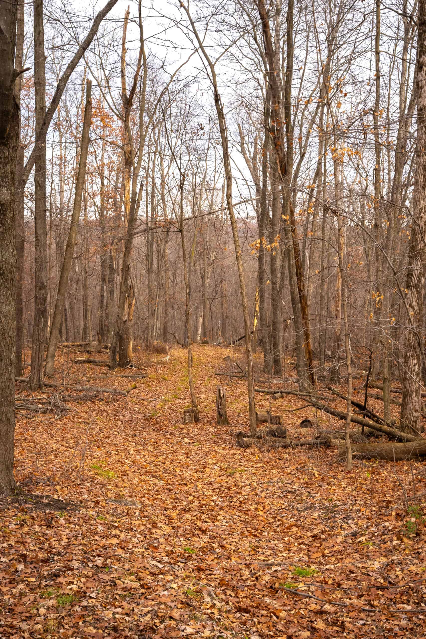 79+/- Acres in Sauk County WI with Cabin