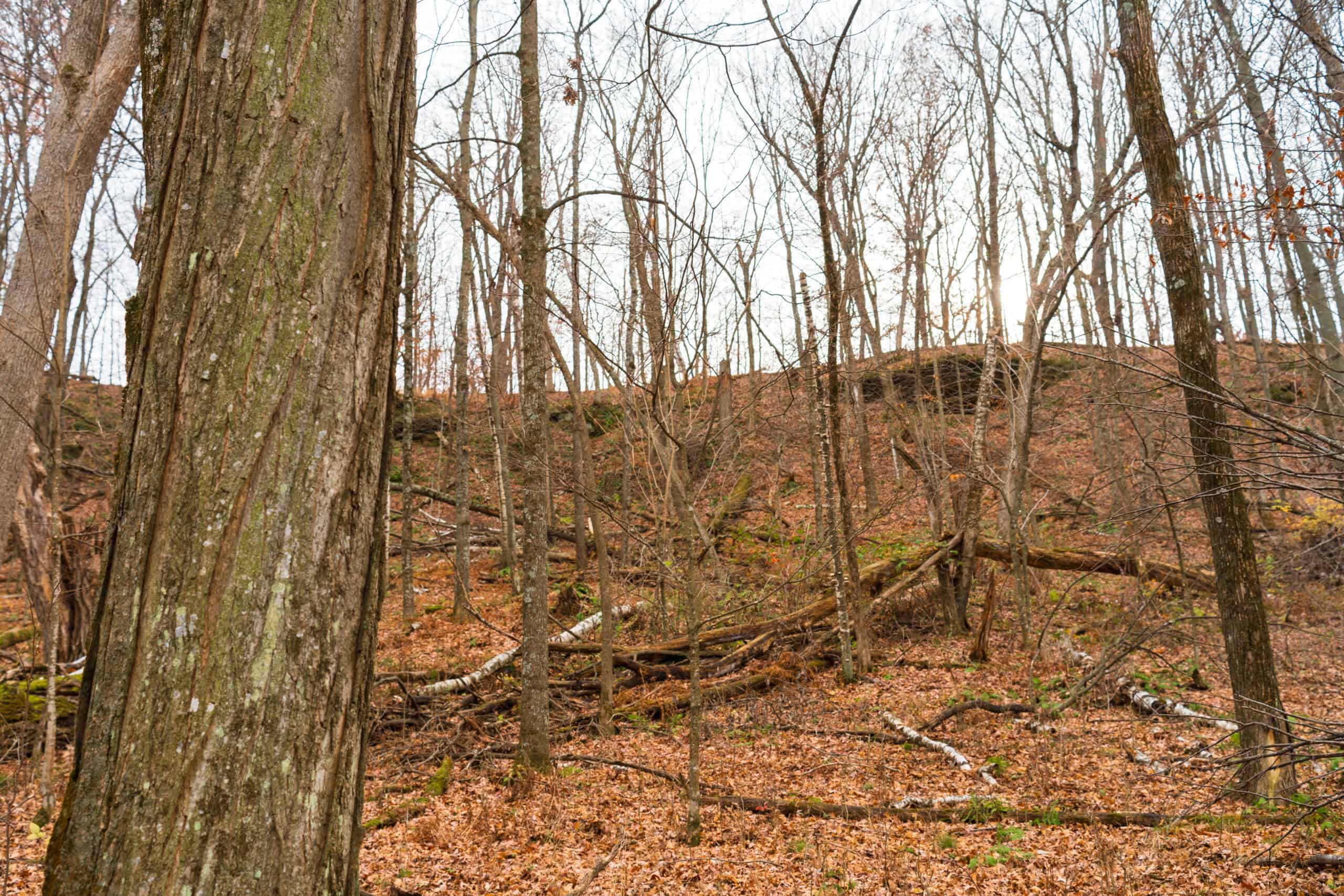 79+/- Acres in Sauk County WI with Cabin