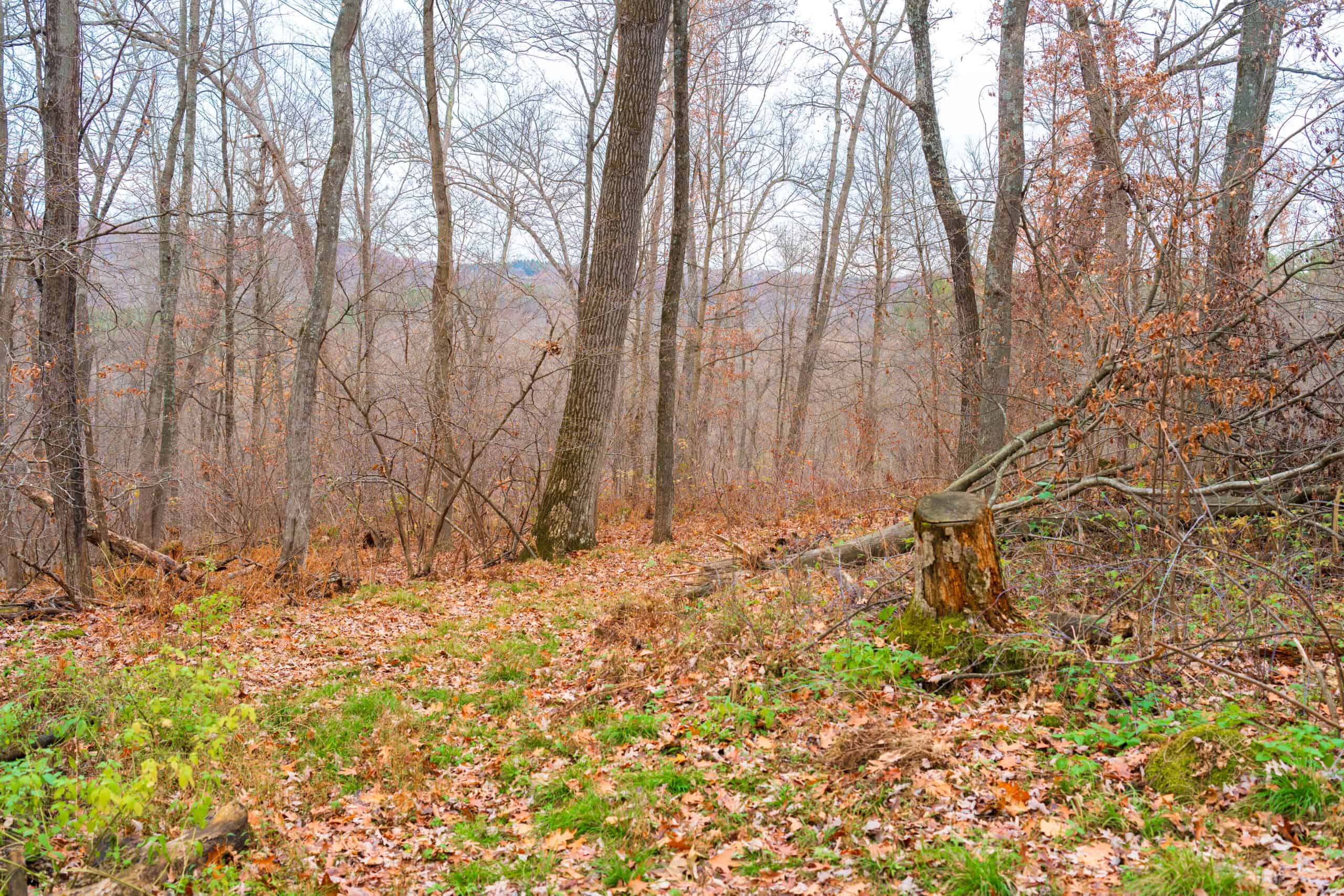 79+/- Acres in Sauk County WI with Cabin