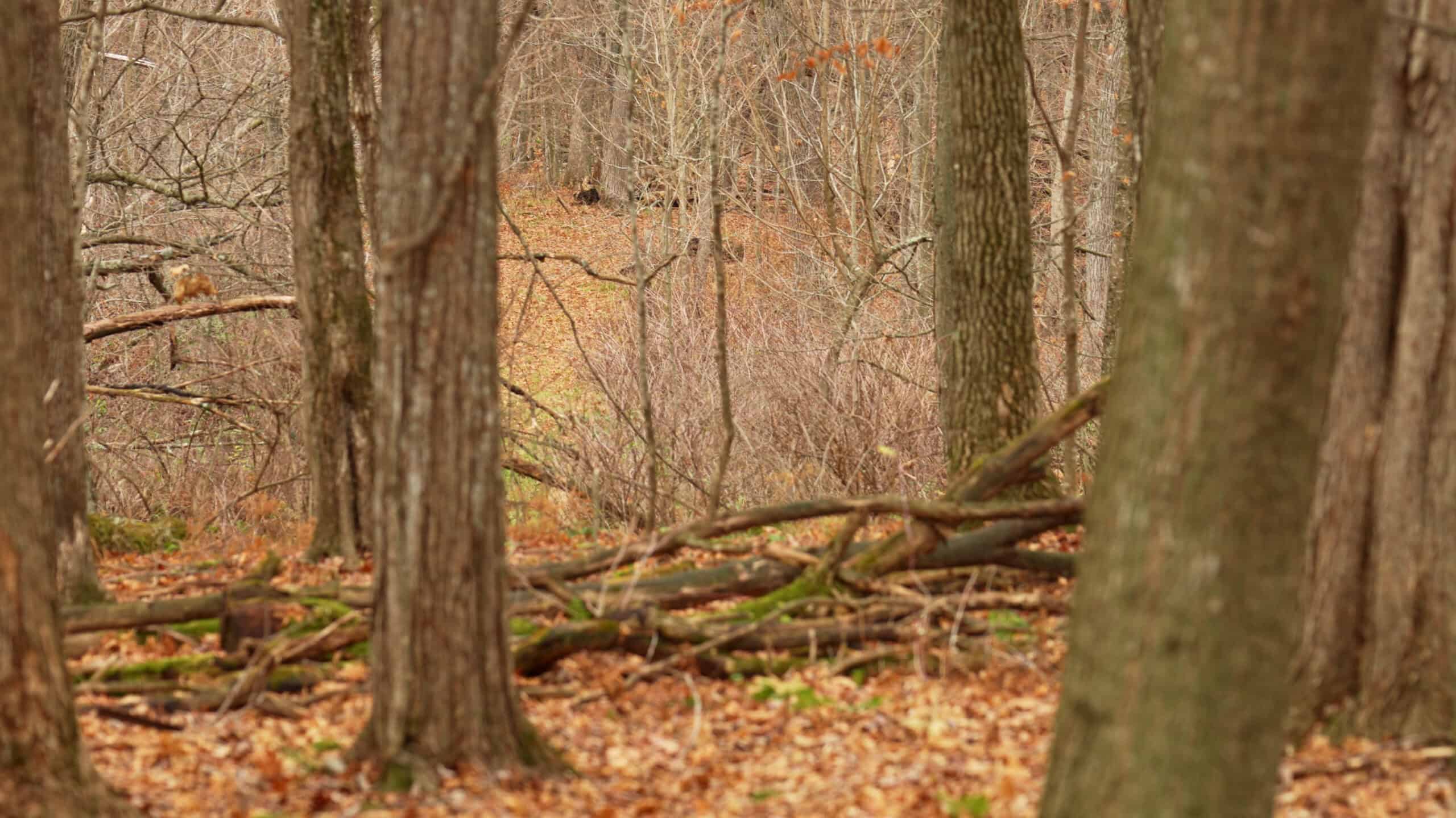 79+/- Acres in Sauk County WI with Cabin
