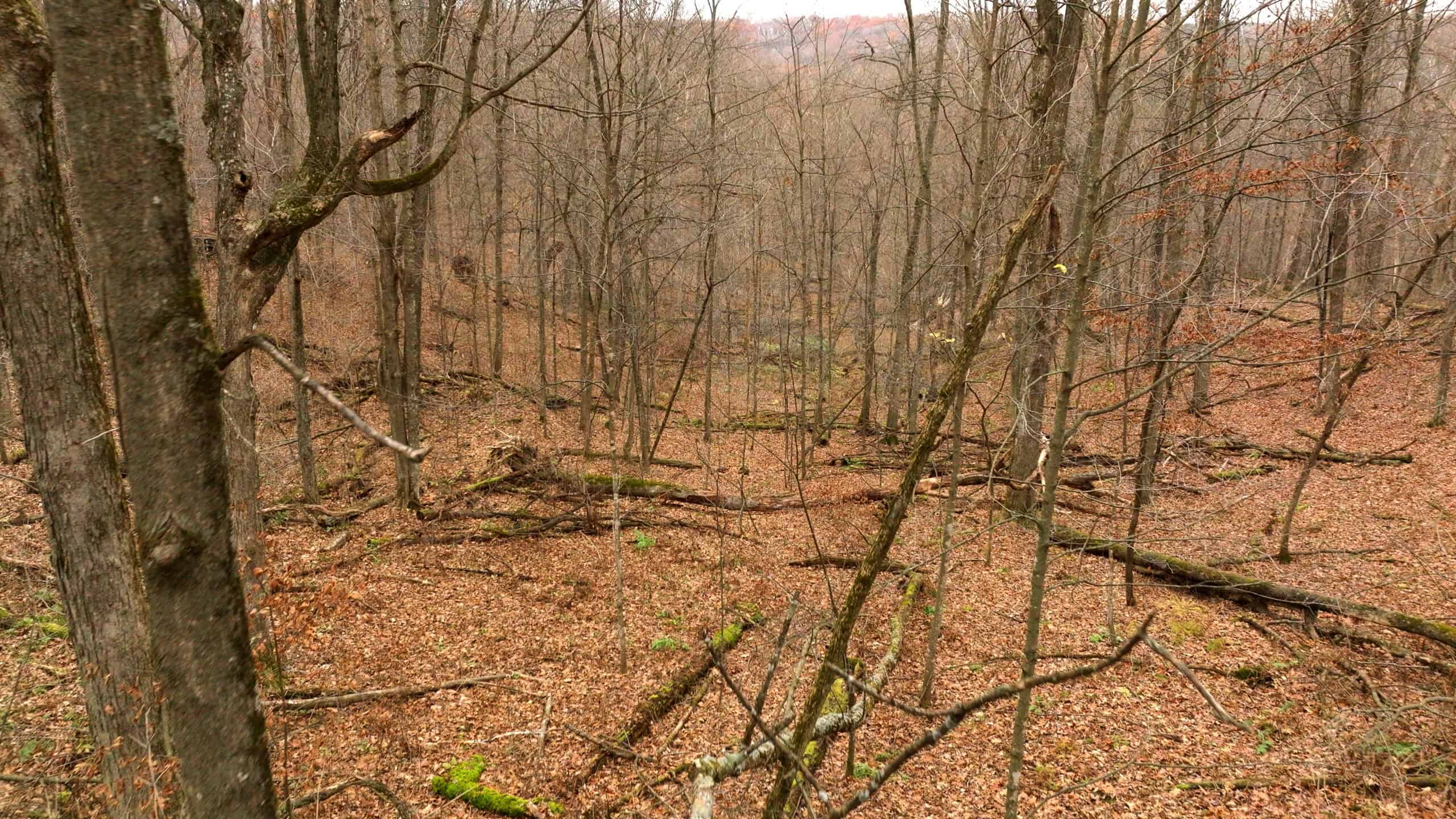 79+/- Acres in Sauk County WI with Cabin
