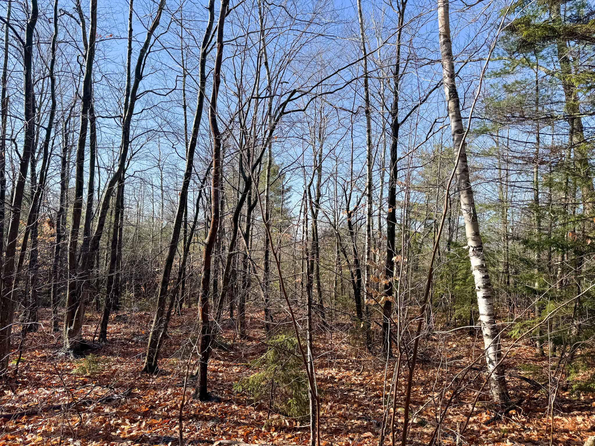 121± Acre Rustic Retreat with Endless Potential