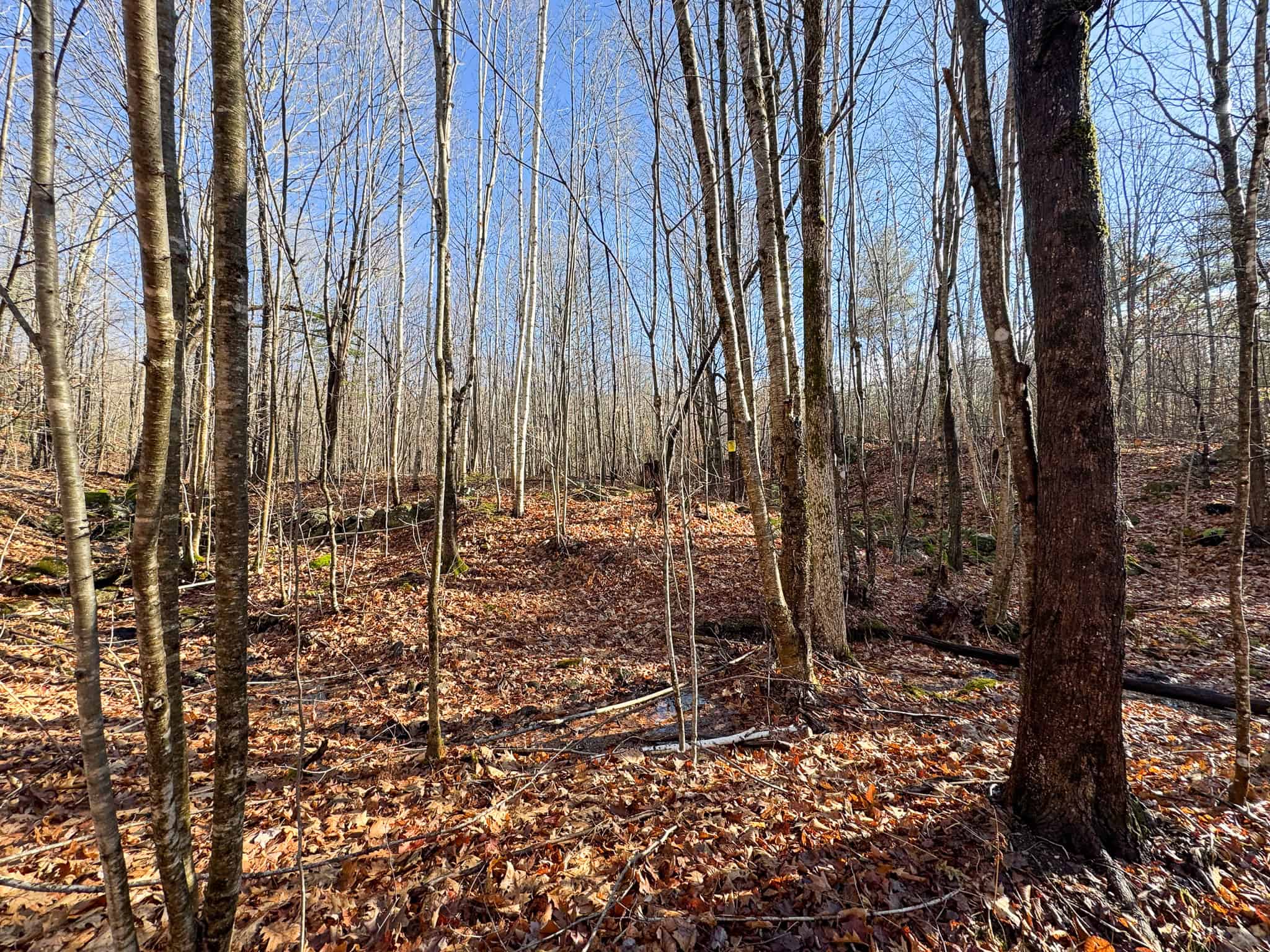 121± Acre Rustic Retreat with Endless Potential