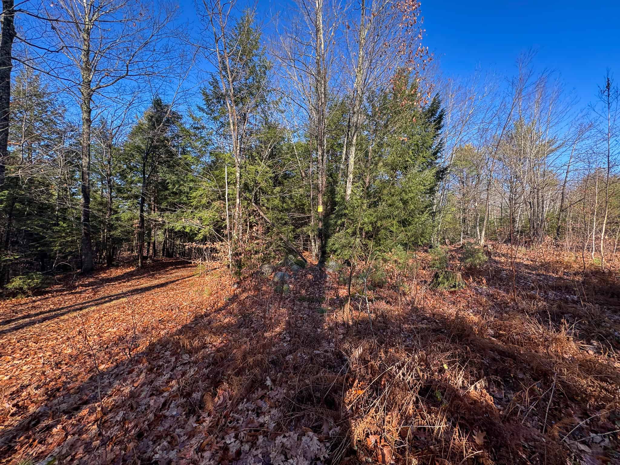 121± Acre Rustic Retreat with Endless Potential