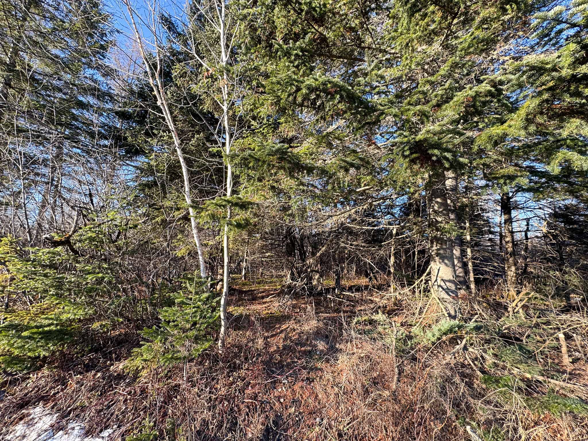 59 Acres in Northern Maine