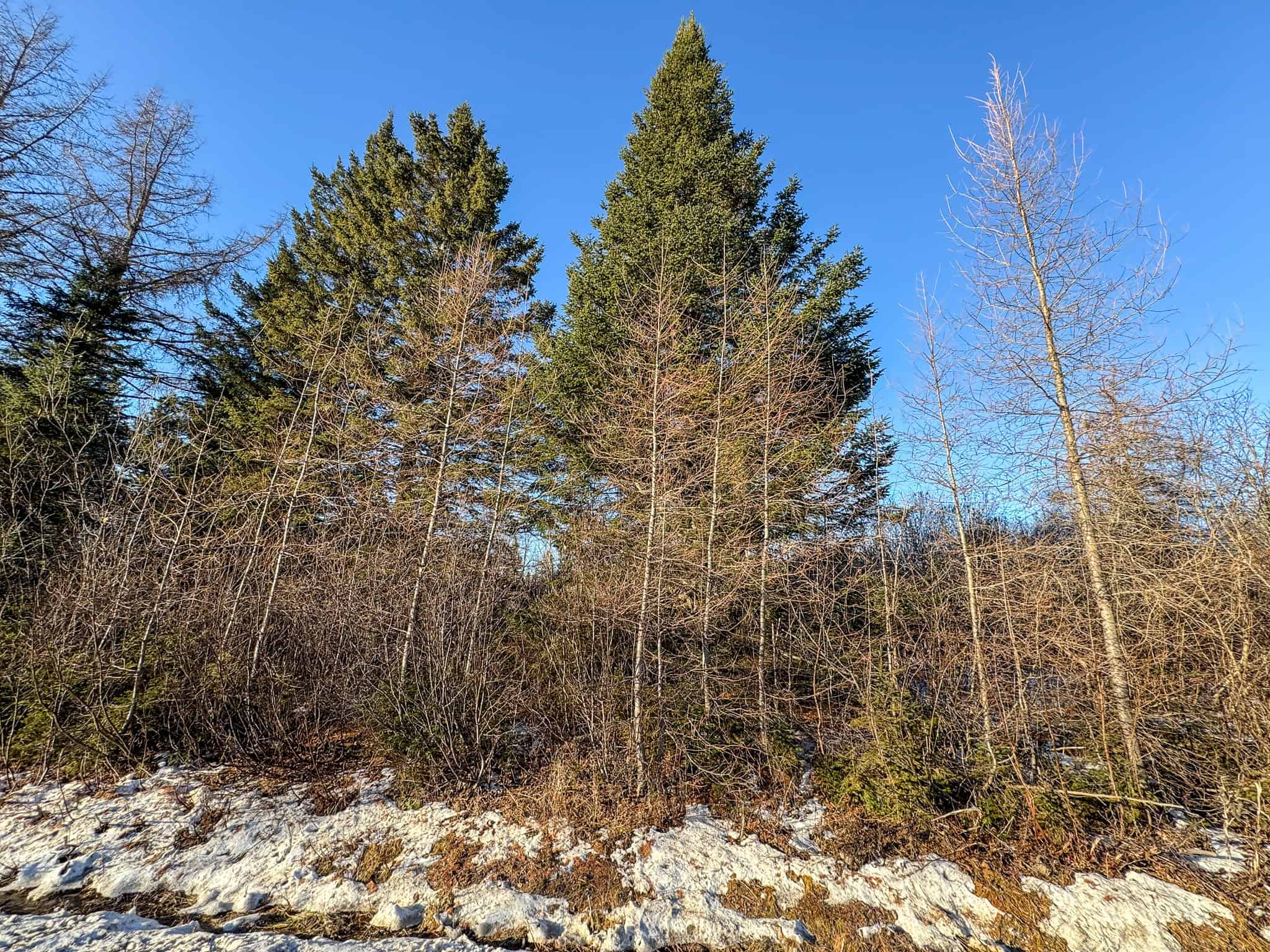 59 Acres in Northern Maine