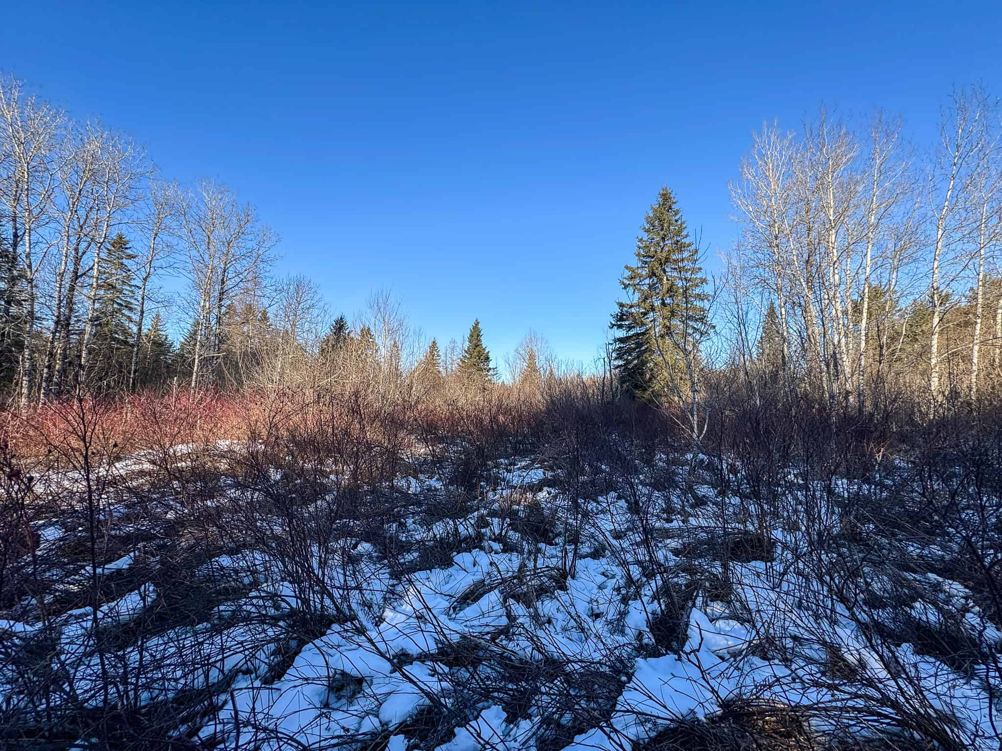 59 Acres in Northern Maine