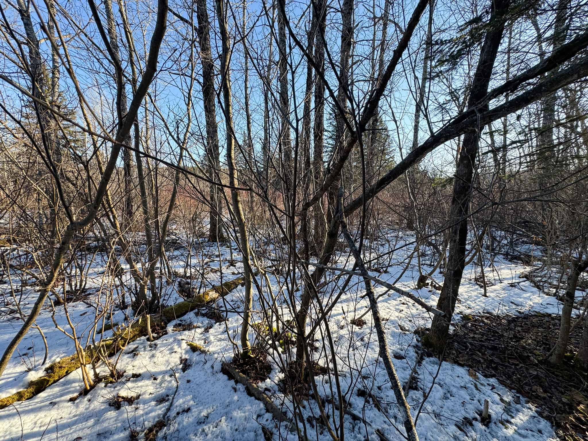 59 Acres in Northern Maine