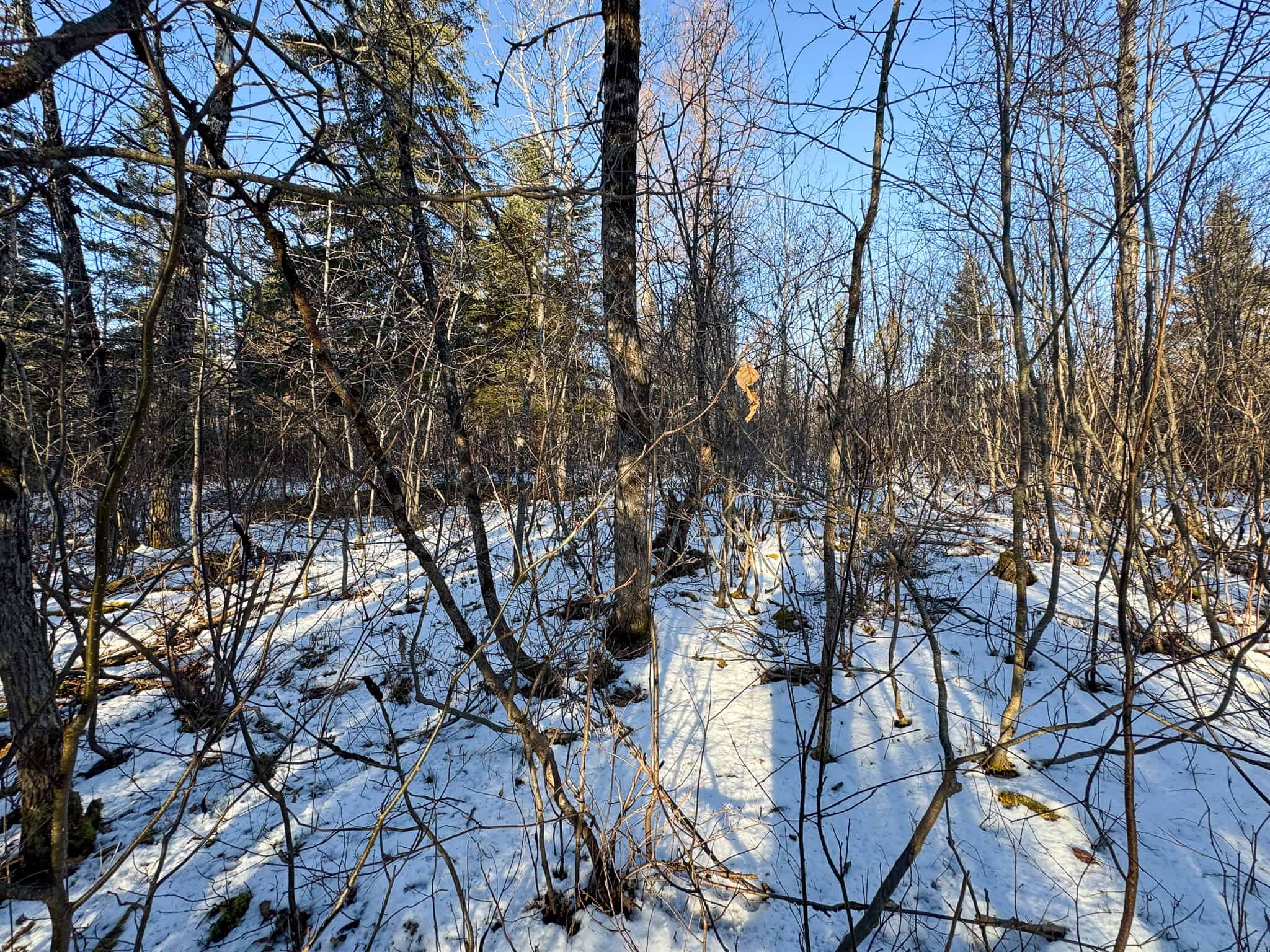 59 Acres in Northern Maine