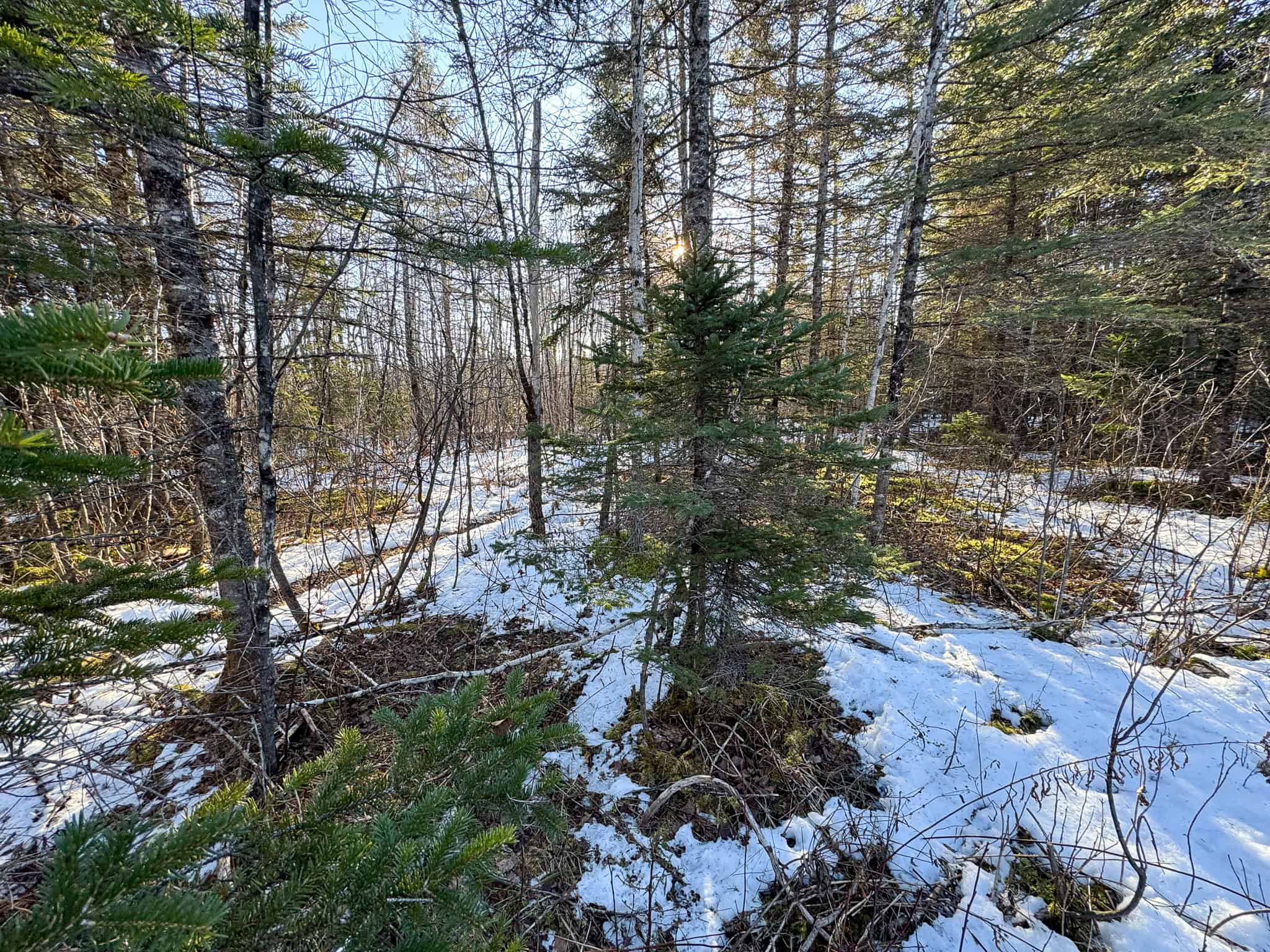 59 Acres in Northern Maine